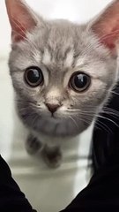 Cute Kitten Baby Cat Funny Cat Videos