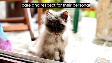 10 Things You Should NEVER Do to Your Cat