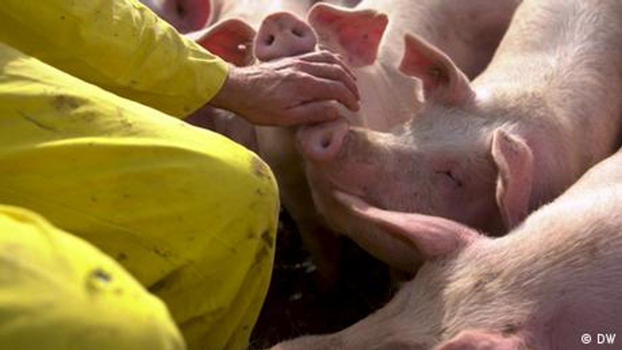 Die letzten Schweine der DDR