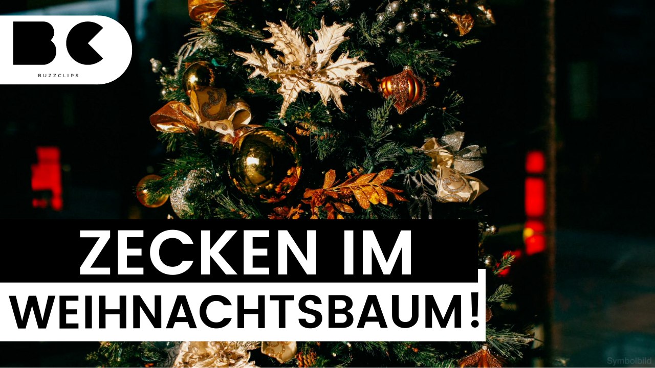 Deshalb können Zecken im Weihnachtsbaum überleben