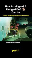 Highly intelligent dog Save panda  fron smugglers #movies
