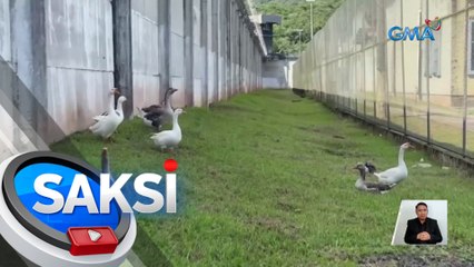 Mga gansa, nag-iikot bilang guard animals sa isang piitan | Saksi