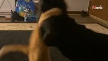 L'epica presa da wrestling del gatto al cane lascia milioni di persone a bocca aperta (Video)