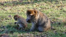 Monkeys and their essential role in the ecosystem