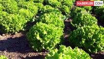 Tarsus Belediyesi, yerli tohumlarla çiftçilere destek sağlıyor