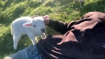 Cute Lamb Needs Attention,Süßes Lamm braucht Aufmerksamkeit