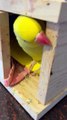 Indian Ringneck Parrots Are Going to Be Parents