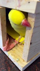 Indian Ringneck Parrots Are Going to Be Parents