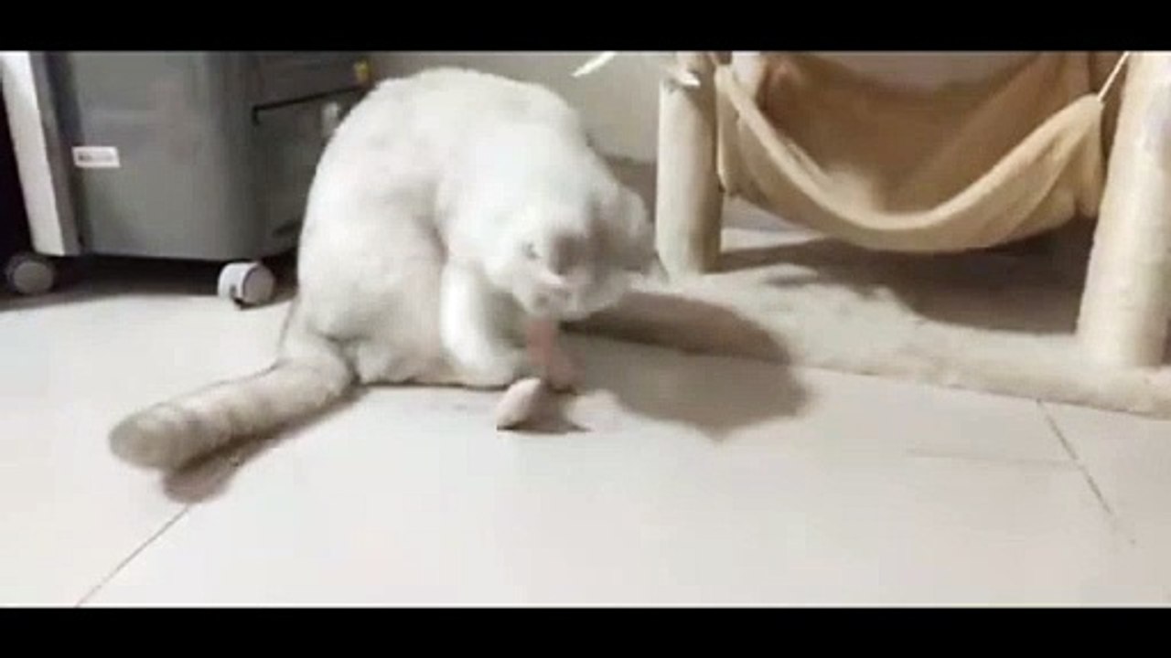 main-video-1 (2)