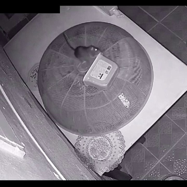 Ce rat vient faire ses courses pour le repas de Noël