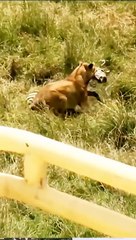 2 zabras vs lion - good attempt for zabra #animals #wildlife #viral