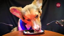 ASMR Corgi Dog Eating Yogurt 10 _ Animal ASMR