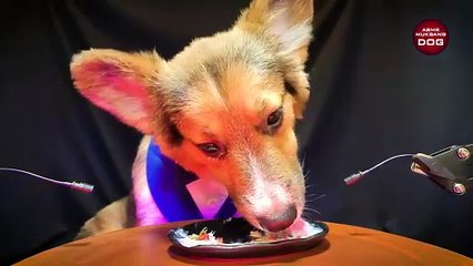ASMR Corgi Dog Eating Yogurt 10 _ Animal ASMR