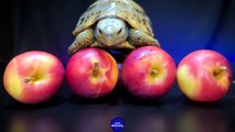 ASMR Turtle Tortoise Eating Apple 151 _ Animal ASMR