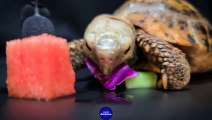 ASMR MUKBANG _ Turtle Tortoise Eating Food 138 _ Animal ASMR