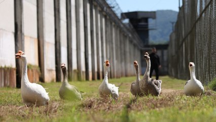 下载视频: Gansos vigilan prisión brasileña