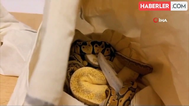 Kapıkule Gümrük Kapısı'nda 33 adet piton ele geçirildi