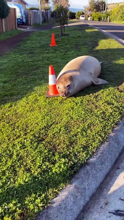 neil seal