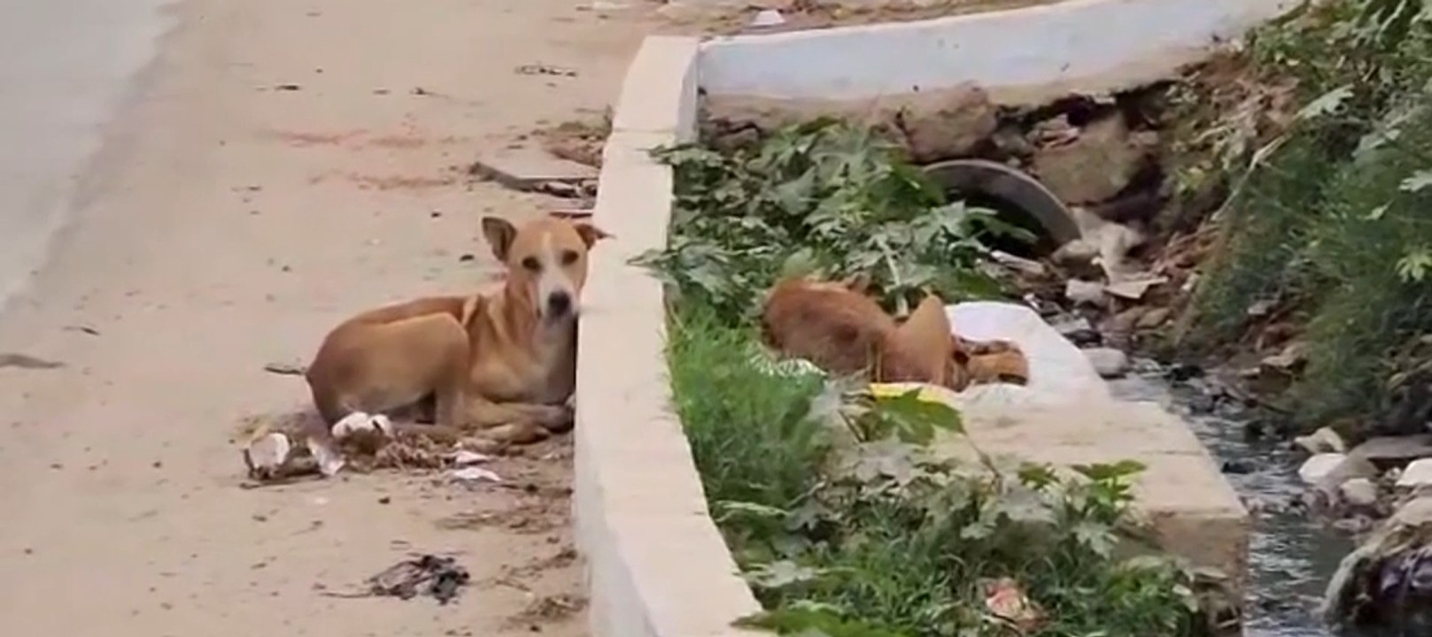 La fidelidad de un perro va más allá de la muerte
