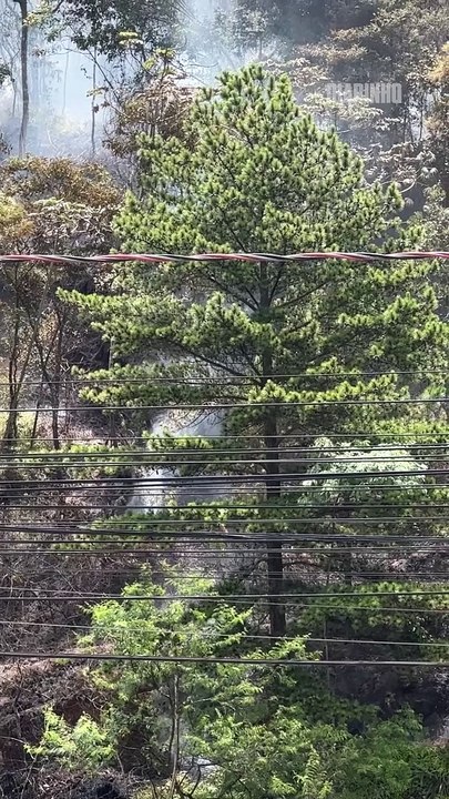 Incêndio queimou mais de 5 mil metros quadrados de mata em Camboriú