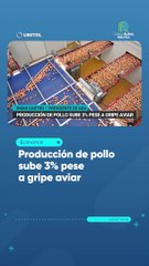 Producción de pollo sube 3% pese a gripe aviar