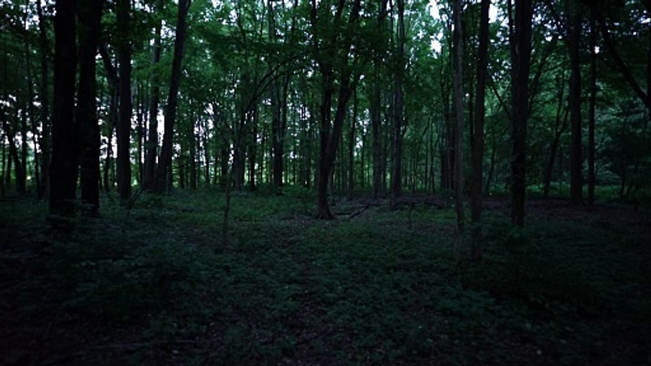 Fireflies everywhere 2021 July 3
