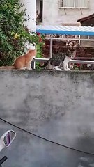 Aww , look at that agile ninja move !