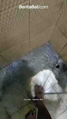 Kondisi air PDAM di salah satu rumah warga di Ungasan, Kamis (21/12) pagi ini berwarna keruh kecokelatan.