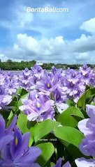 Bunga-bunga di Tukad Unda, Klungkung lagi mekar nih semeton