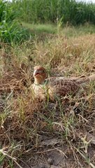 teetar place laying egg