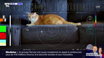 Une vidéo de chat n'a mis que 101 secondes pour parcourir plus de 30 millions de km et arriver sur Terre