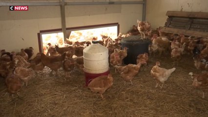 Indre : face au vol de ses chapons, une avicultrice désemparée à l’approche des fêtes