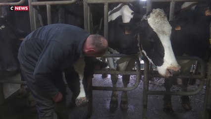 Oise : un agriculteur a été condamné à payer 106.000 euros de dommages pour l’odeur et le bruit de ses vaches