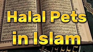 Halal Pets in Islam