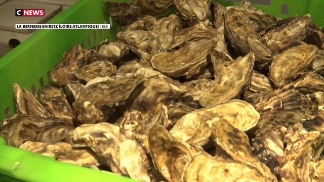 Alimentation : les huîtres et coquillages interdits à la vente en Loire-Atlantique après une intoxication massive