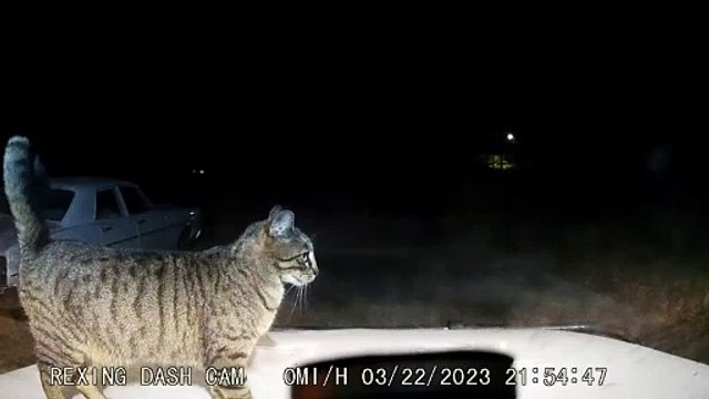 Cat Vs Windshield Wipers