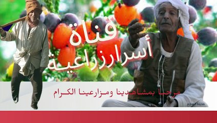 تكتل مزارعى البصل بسوهاج للمصريين بعد استمرار ارتفاع أسعار البصل: لا تقلقوا من اللي جاي