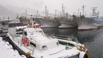 20cm 넘는 눈 쌓인 울릉, 제설 작업에 총력 / YTN