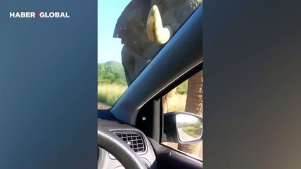 Arabaya çarpan filin görüntüleri gündem oldu