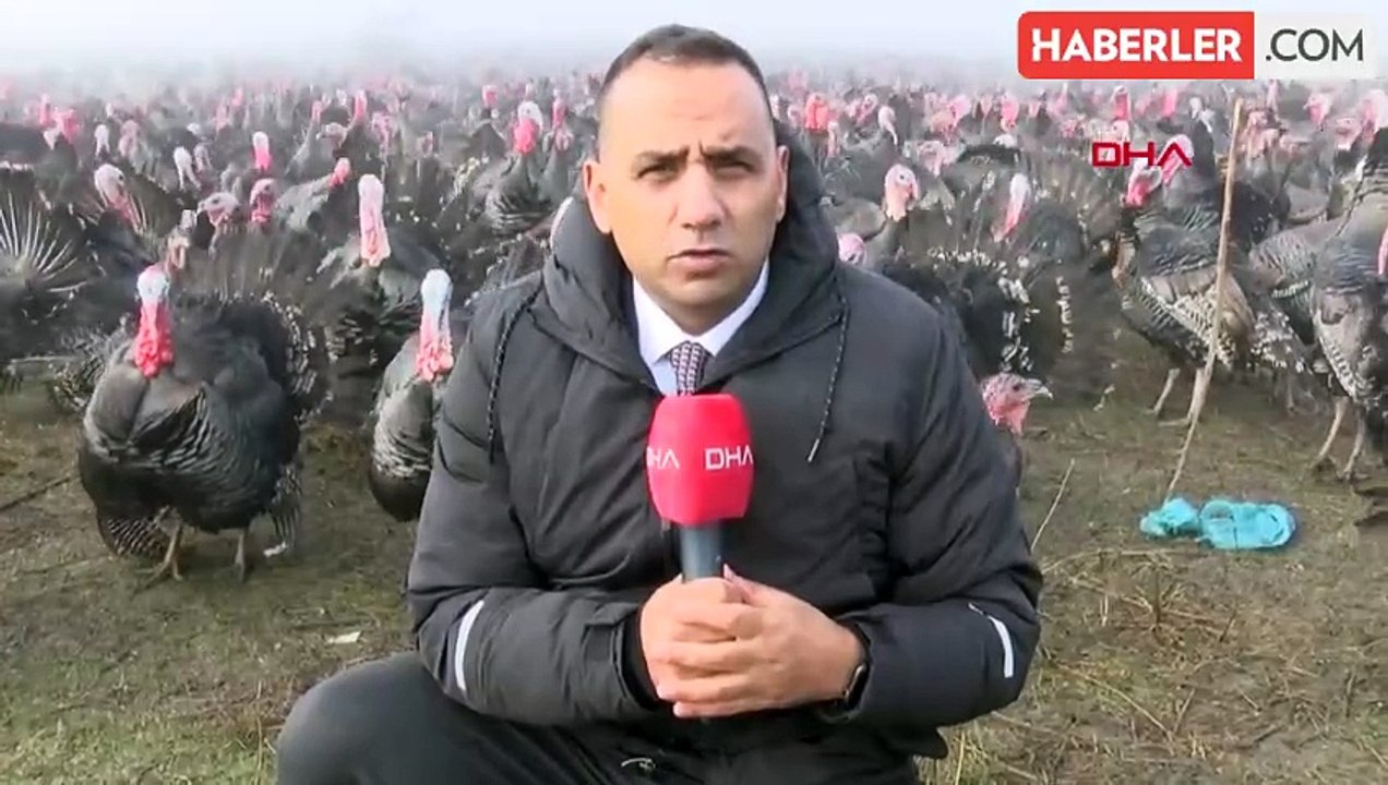 Geçen yıl kilosu 100 liraydı, bu yıl 350! Yılbaşı hindilerine yoğun ilgi var