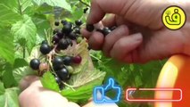 أهم الفوائد الصحية العديدة في حبات التوت _ Blueberry benefits