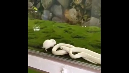 Un serpent se mord lui-même sans le vouloir