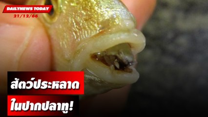 สัตว์ประหลาด ในปากปลาทู! | DAILYNEWSTODAY เดลินิวส์ 21/09/66