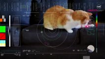 NASA derin uzaydan kedi videosu yolladı! 15 saniyelik video gündem oldu