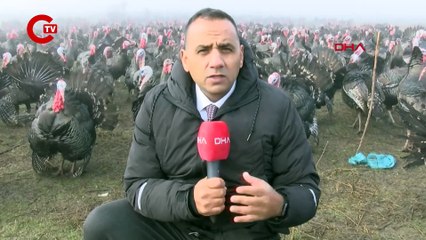 YILBAŞI HİNDİSİNİN KİLOSU 350 LİRA