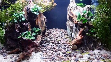 Dueling Peaks Aquascape: Rare Rasboras And Mesmerizing Hardscape (tutorial)