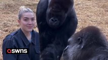Woman feeds treats to pair of gorillas she's known since birth