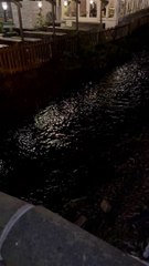 Car crash at Sopley's Coronation Bridge near the Woolpack (video: Ryan Hughes)