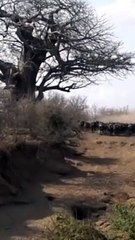 Lions Catch Buffalo During Stampede