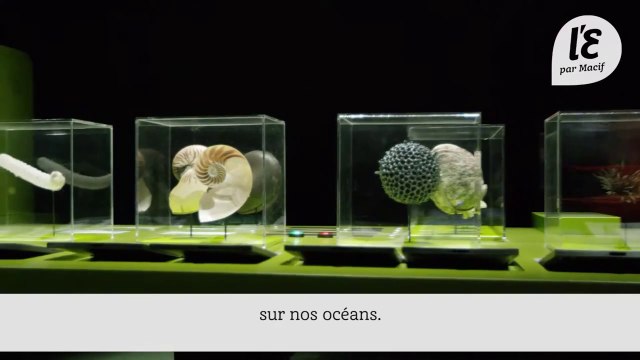 Macif 2023 : Reportage Océans - Menaces sur la biodiversité